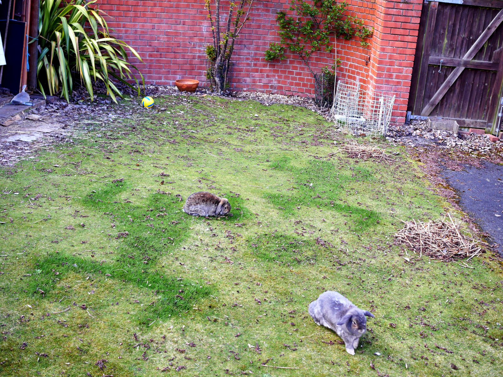 Garden rabbits